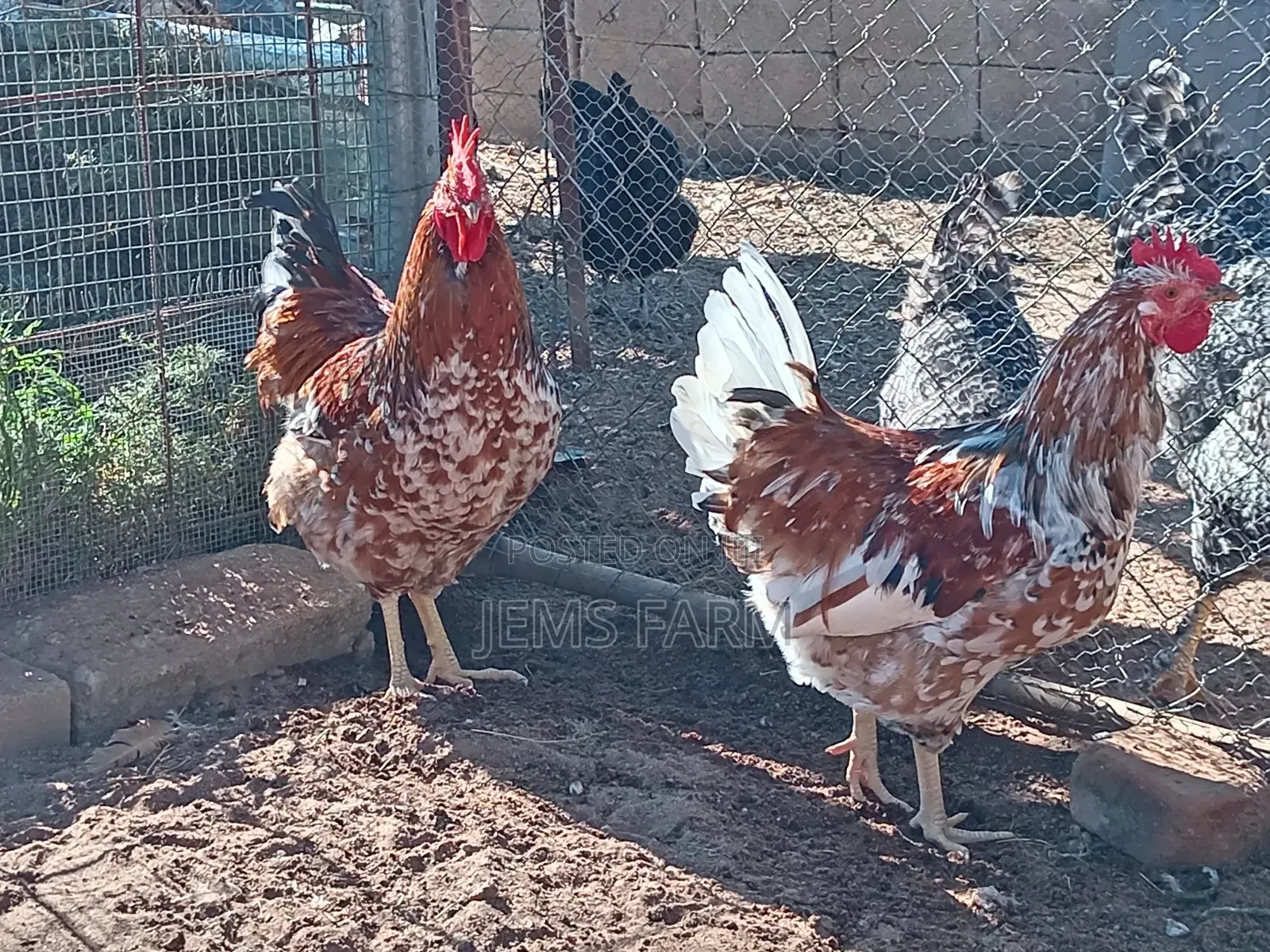 Mature Boschvelder Chicken Pair