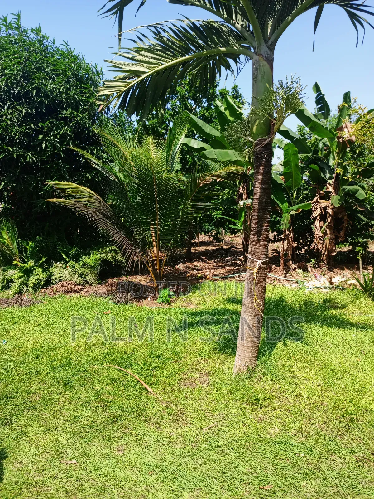 1/4 Acre Plot on Sale in Mvideni Diani