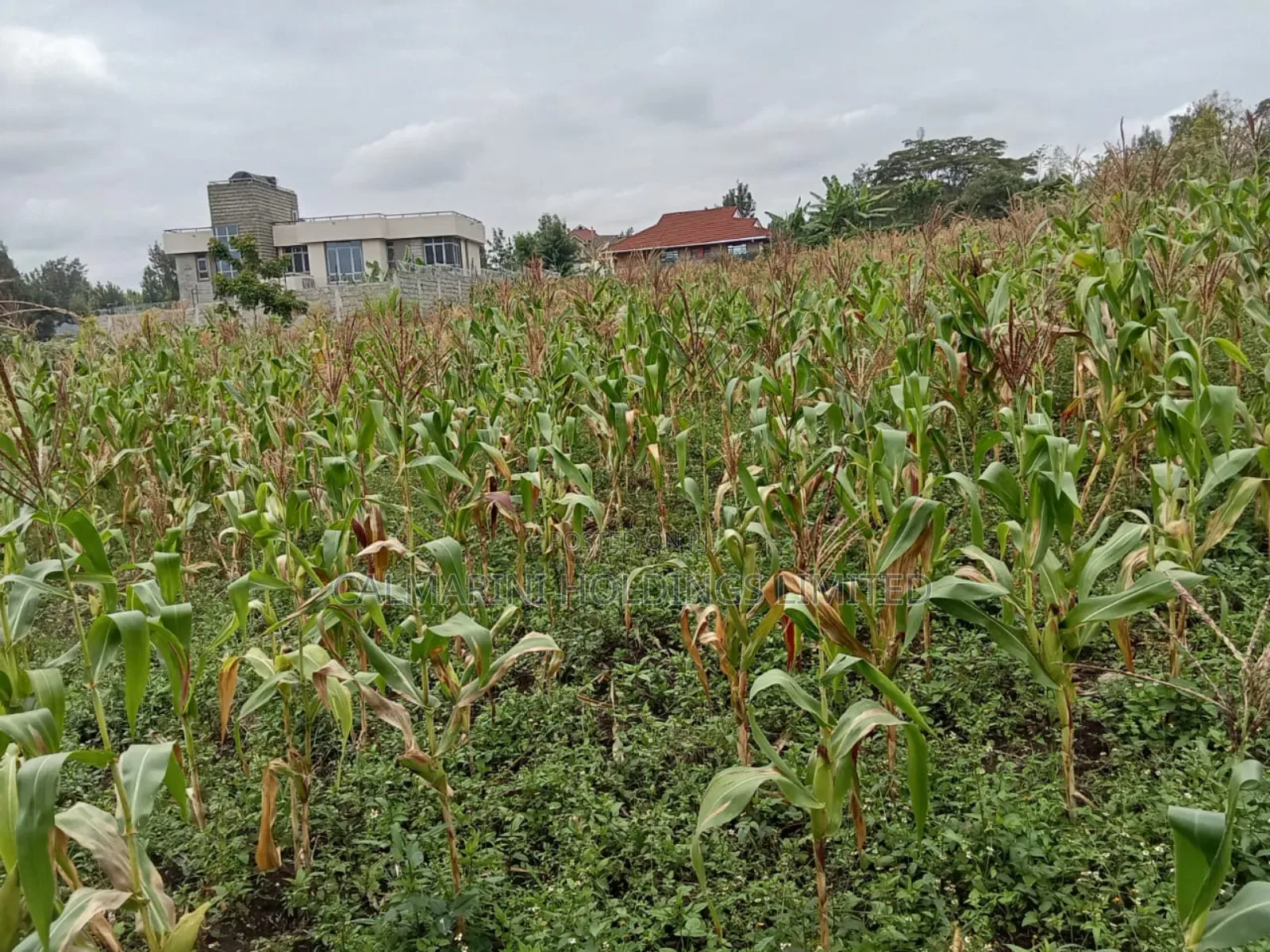 Distress! 1/2 Acre in Olkeri, Ngong in a Gated Community