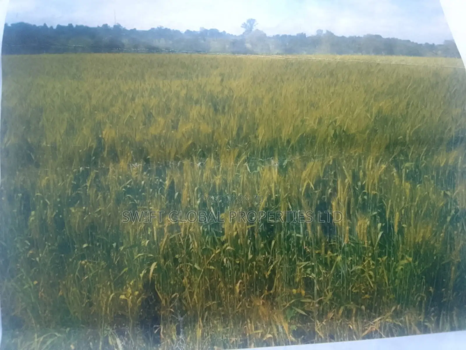 2000 Acres of Irrigated Land in Narok Is Available for Lease