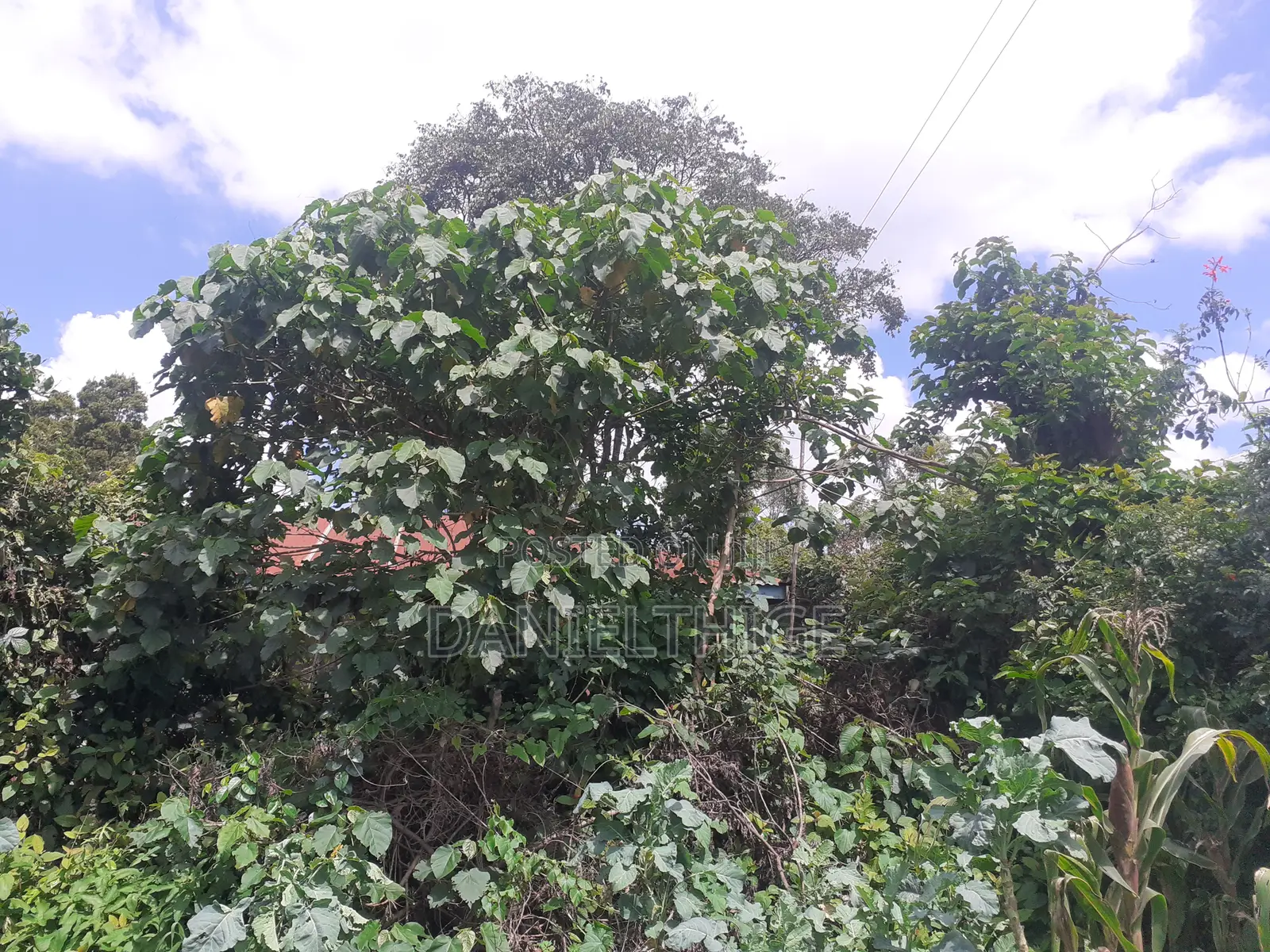 Half Acre Land on Sale in Kikuyu Thamanda in Sigona Ward