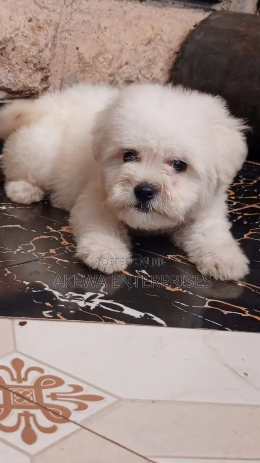 1-3 months Male Purebred Havanese