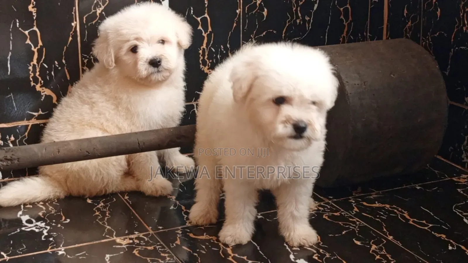 1-3 months Female Purebred Havanese
