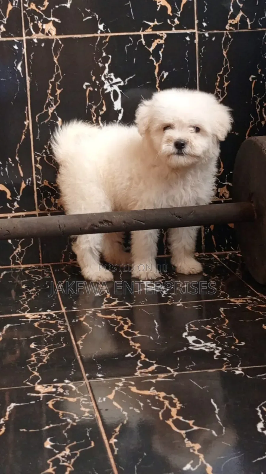 1-3 months Male Purebred Havanese