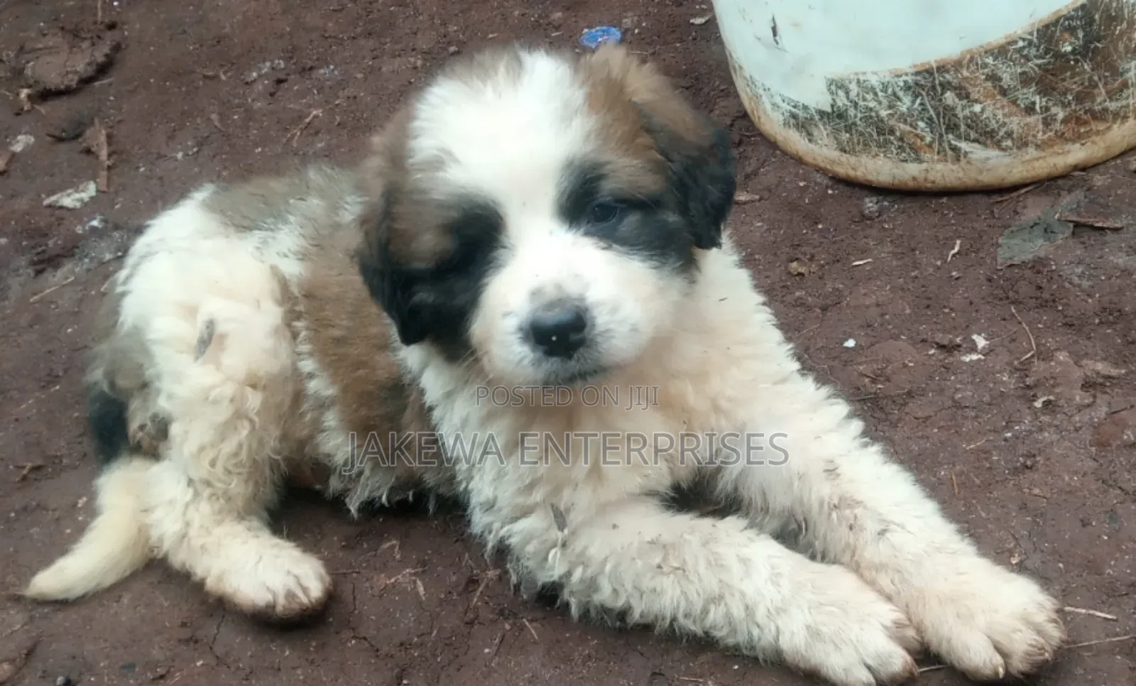 1-3 months Male Purebred Saint Bernard