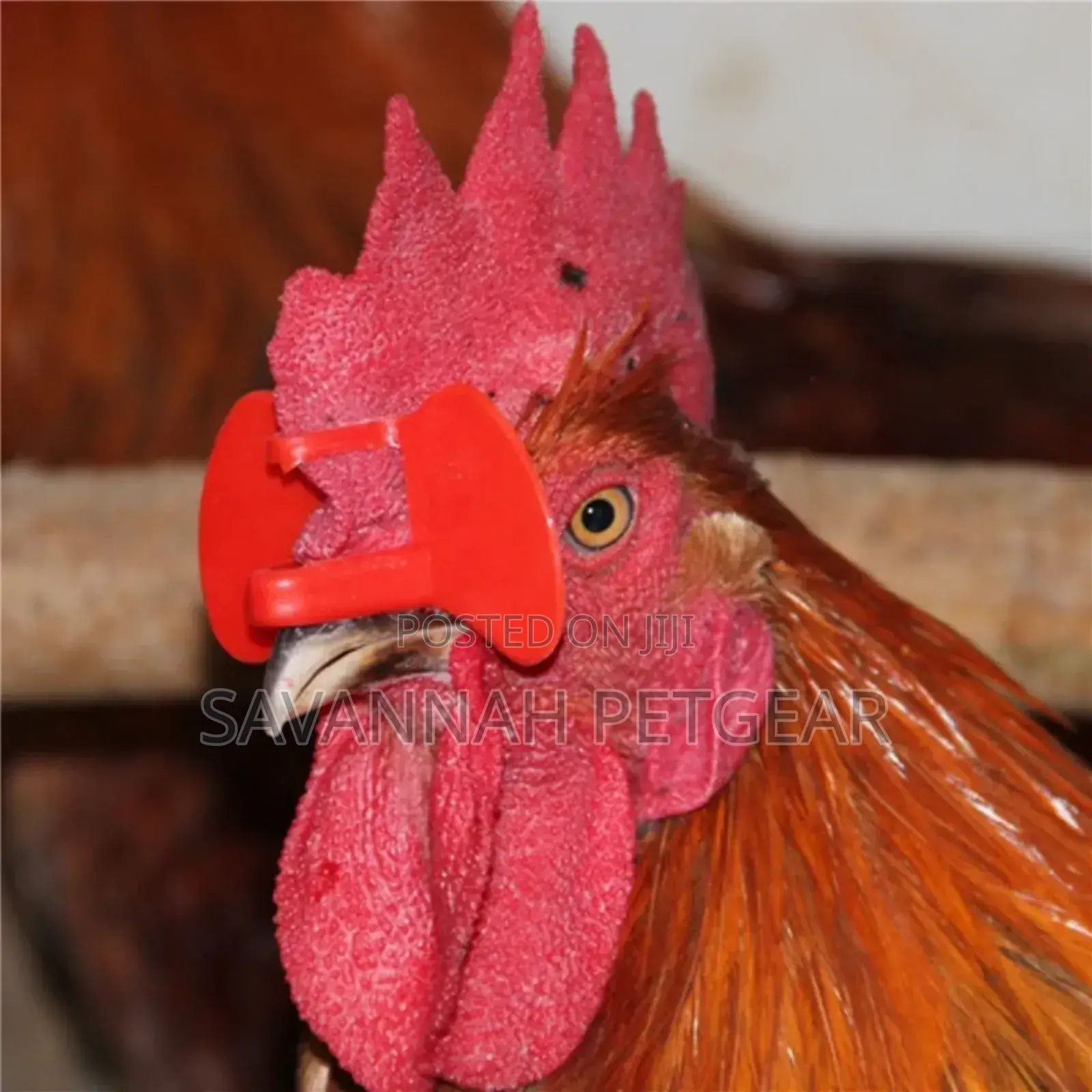Plastic Chicken Eye Glasses for Poultry Pheasant Farm -100pc