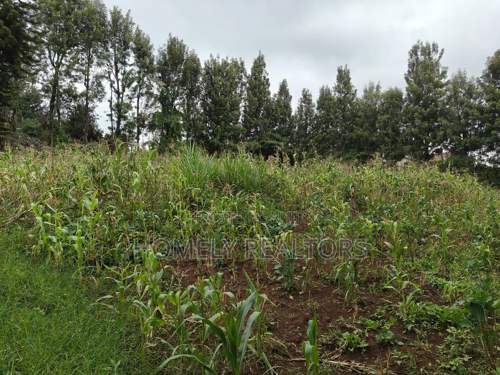 Half Acre Plot in Ngong, Along Olulua Rd With Scenic View