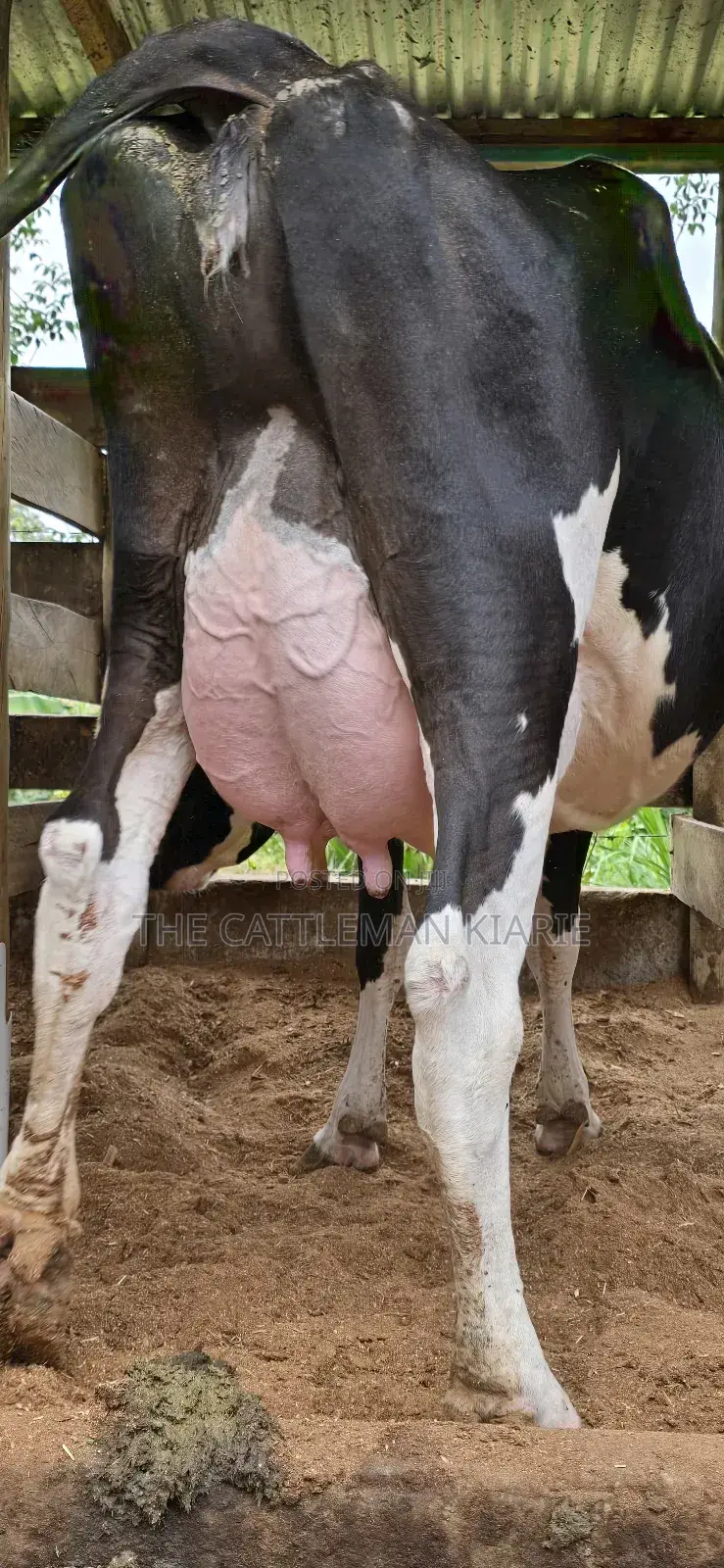 Registered Pedigree Friesian Cow