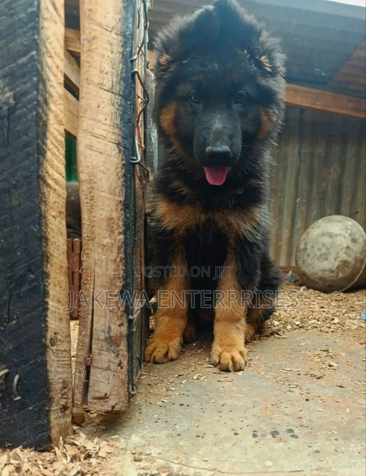 1-3 months Female Purebred German Shepherd