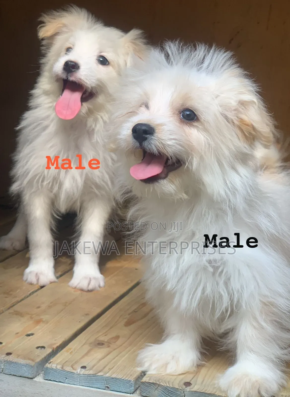 1-3 months Male Purebred Havanese
