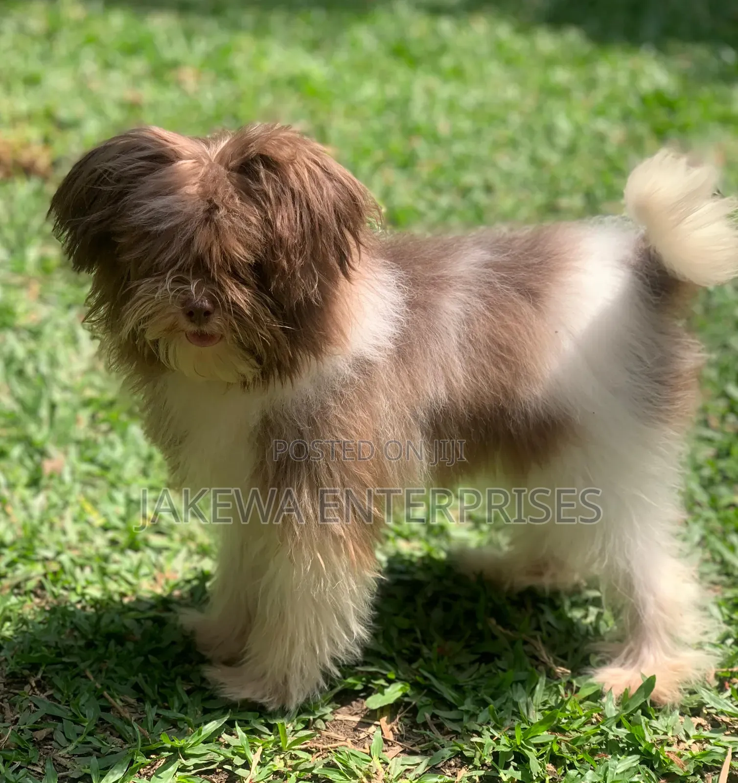 3-6 months Female Purebred Maltipoo