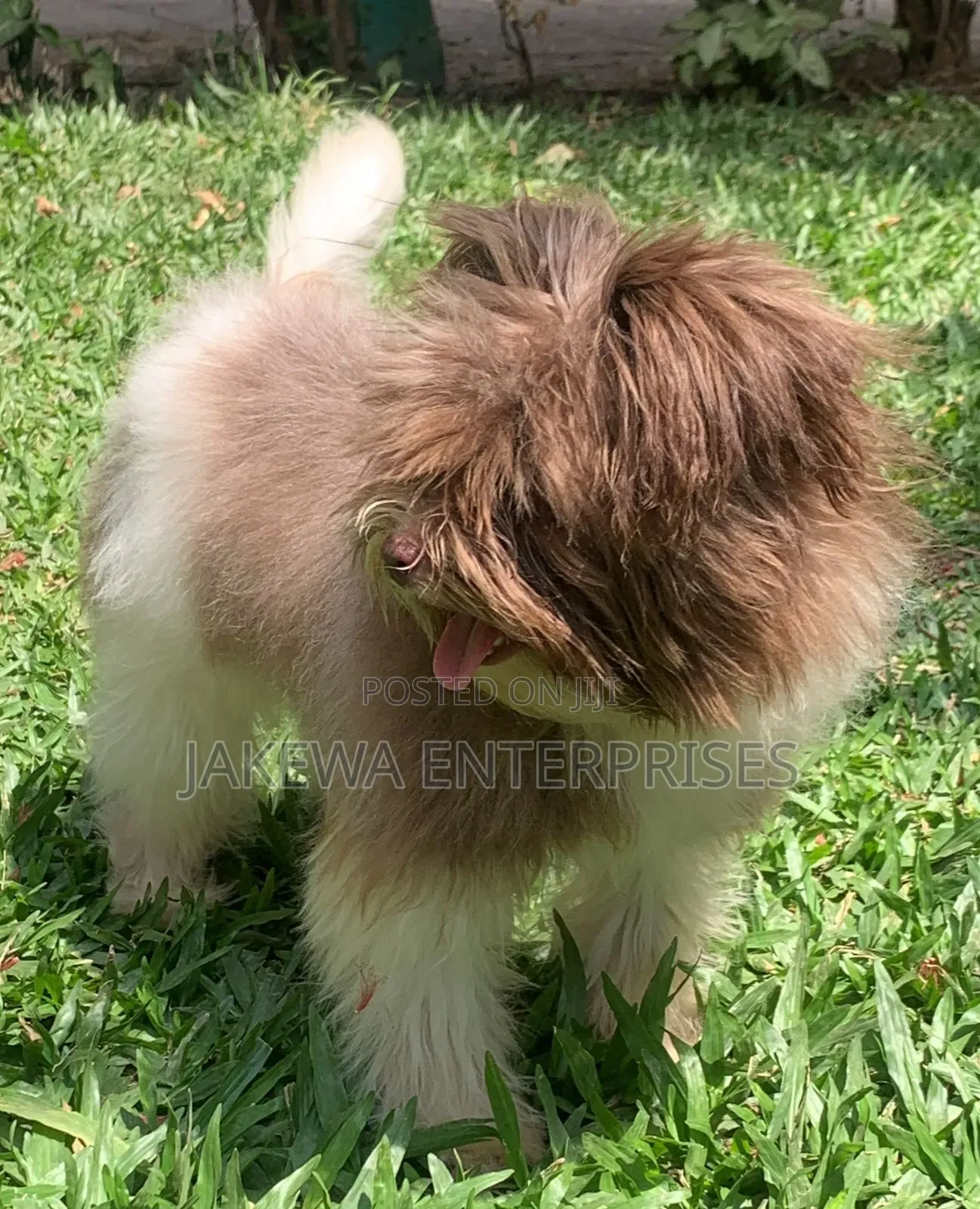 3-6 months Female Purebred Maltipoo