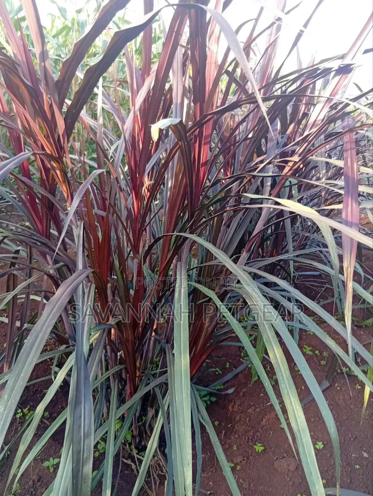Australian Red Napier (Purple Napier) Cuttings - 100 Pieces