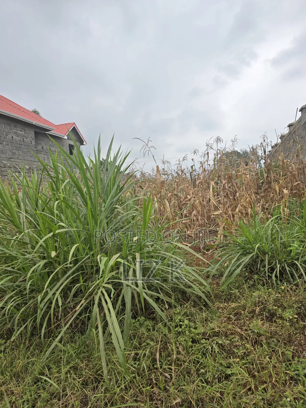 100x100 Redsoil Plots in Mugutha