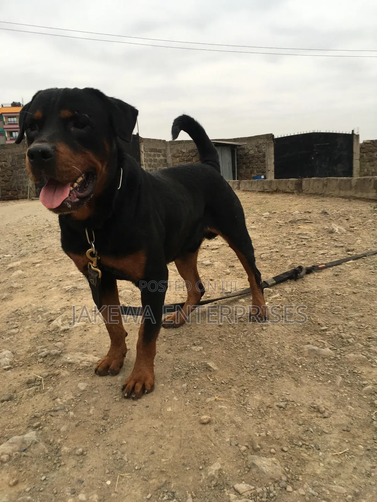 1+ year Male Purebred Rottweiler