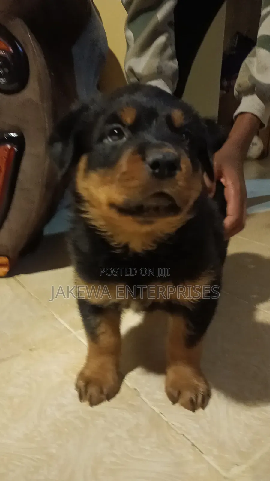 1-3 months Male Purebred Rottweiler