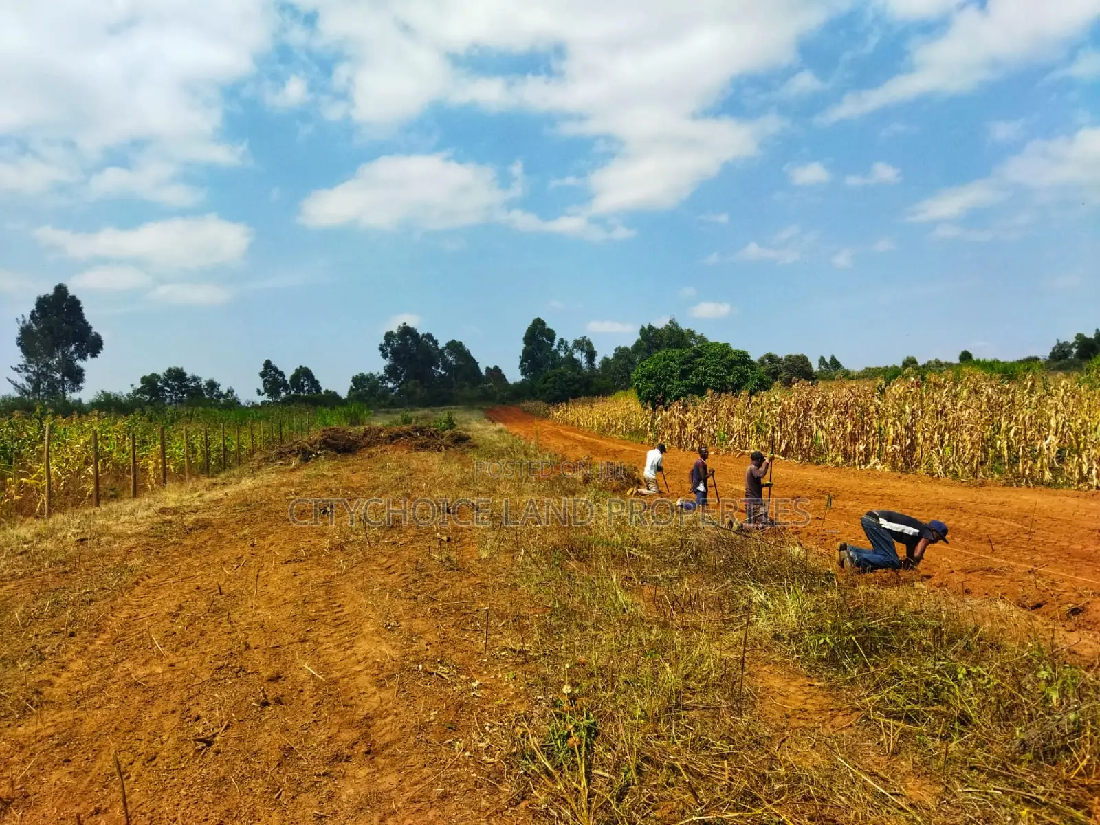 Kikuyu Nachu Mbomboini Plots – Ready for You
