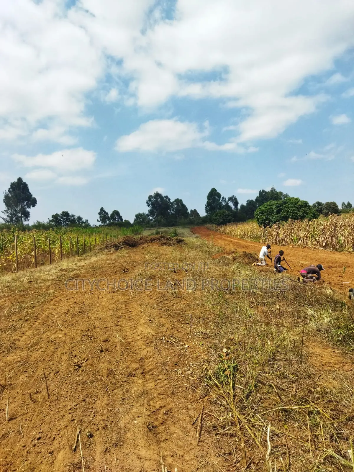 Kikuyu Nachu Mbomboini Plots – Ready for You