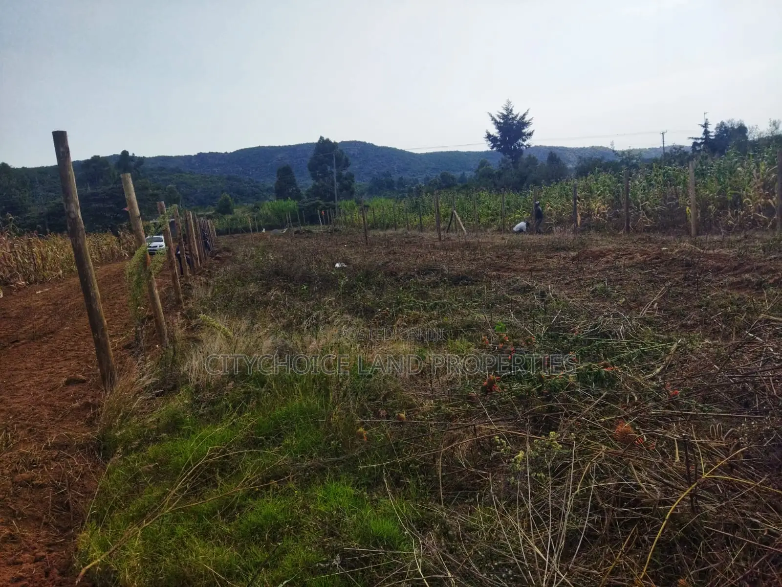 Own 50x100ft in Nachu – Deposit KSH Today!