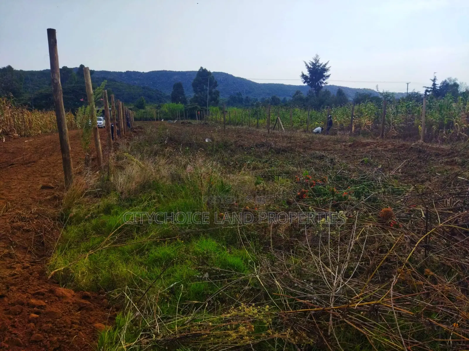 Own 50x100ft in Nachu – Deposit KSH Today!