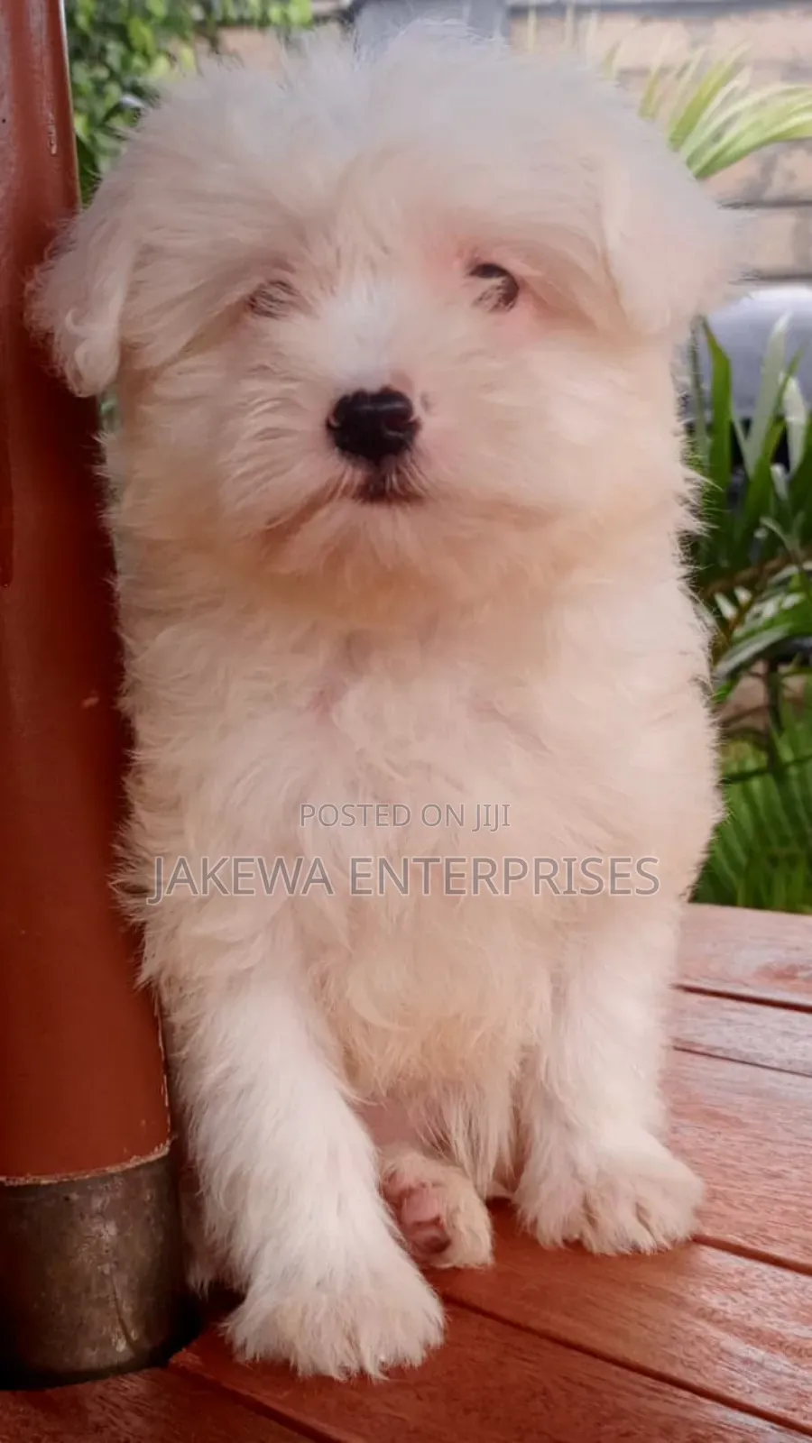 1-3 months Male Purebred Havanese