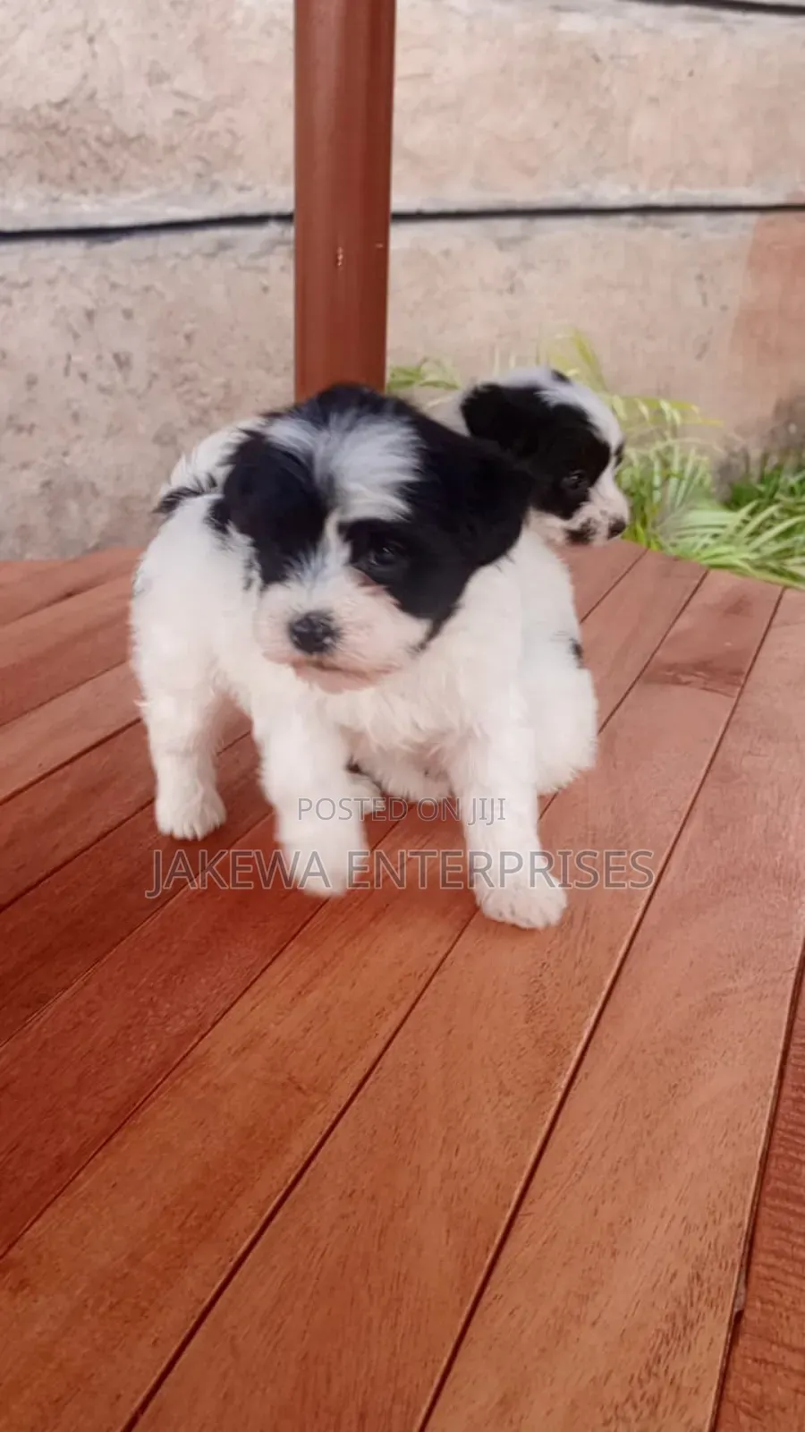 1-3 months Female Purebred Havanese