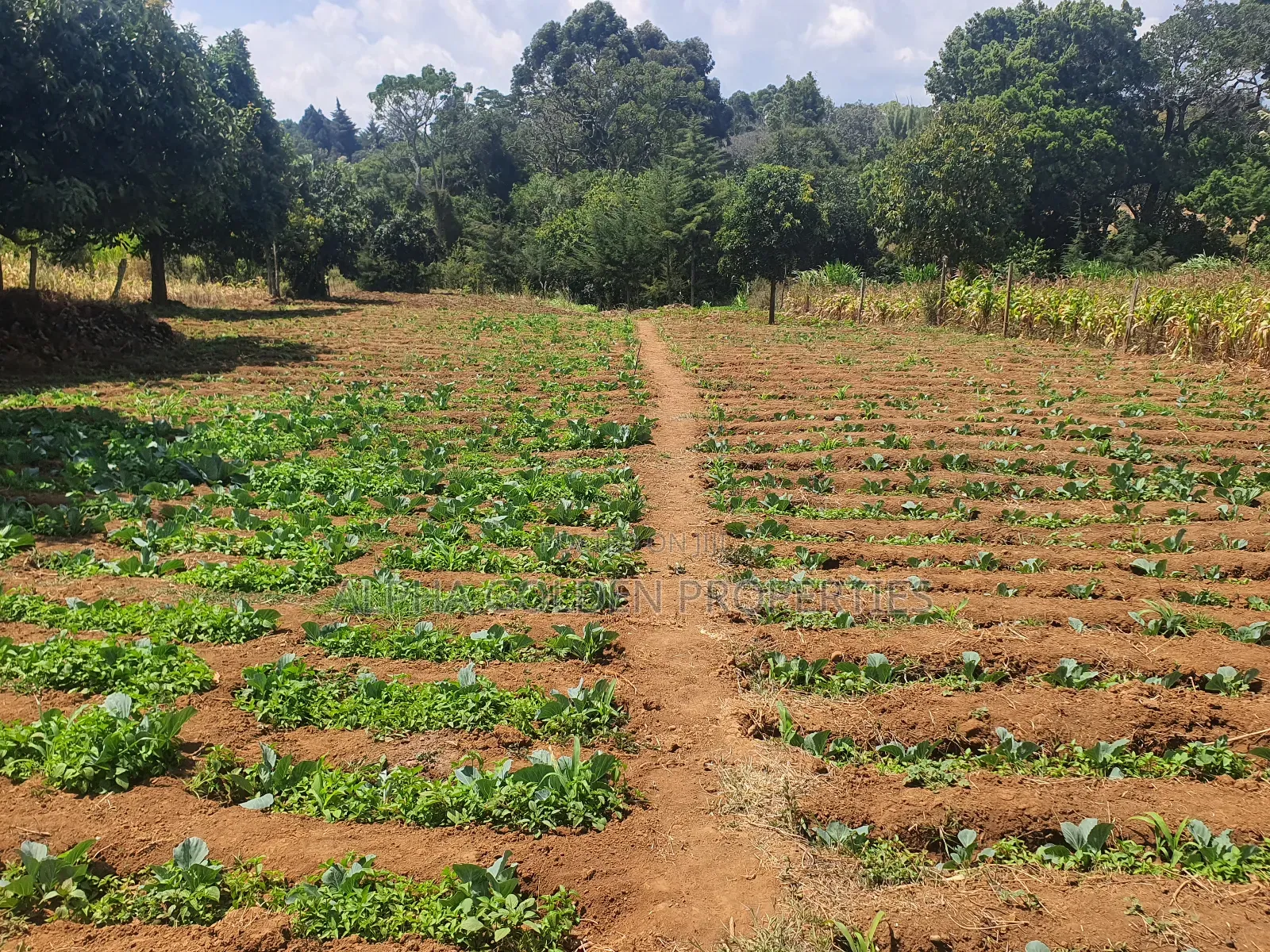 Narumoru 1 Acre With River Frontage