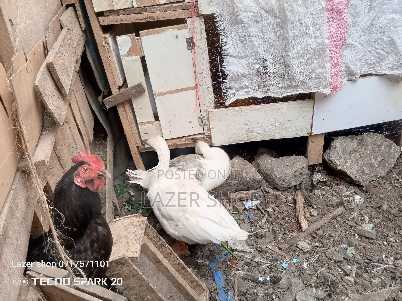 Pair Of Mature Goose