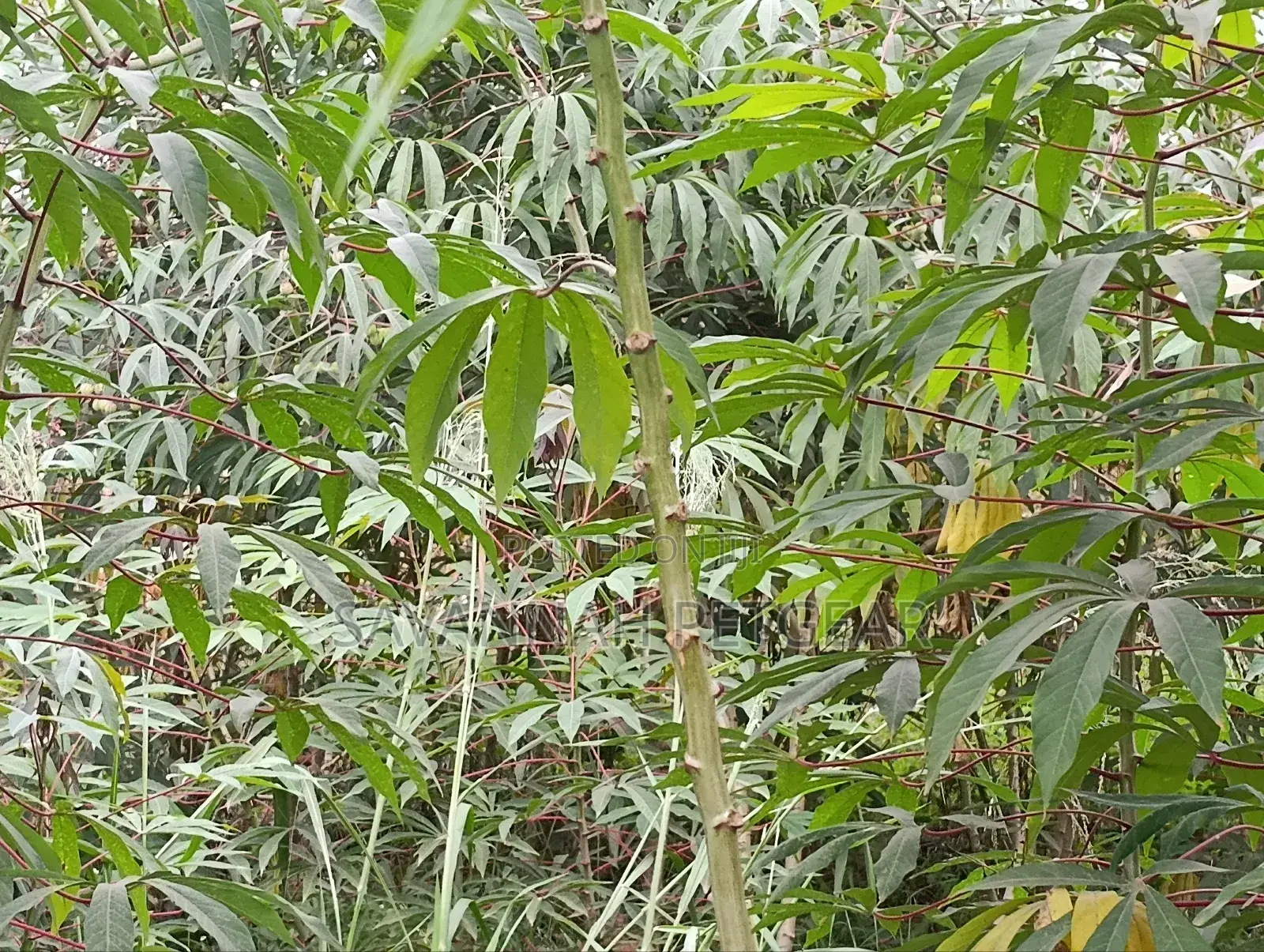 Cassava (Manihot Esculenta) - 1000 Cuttings for Planting
