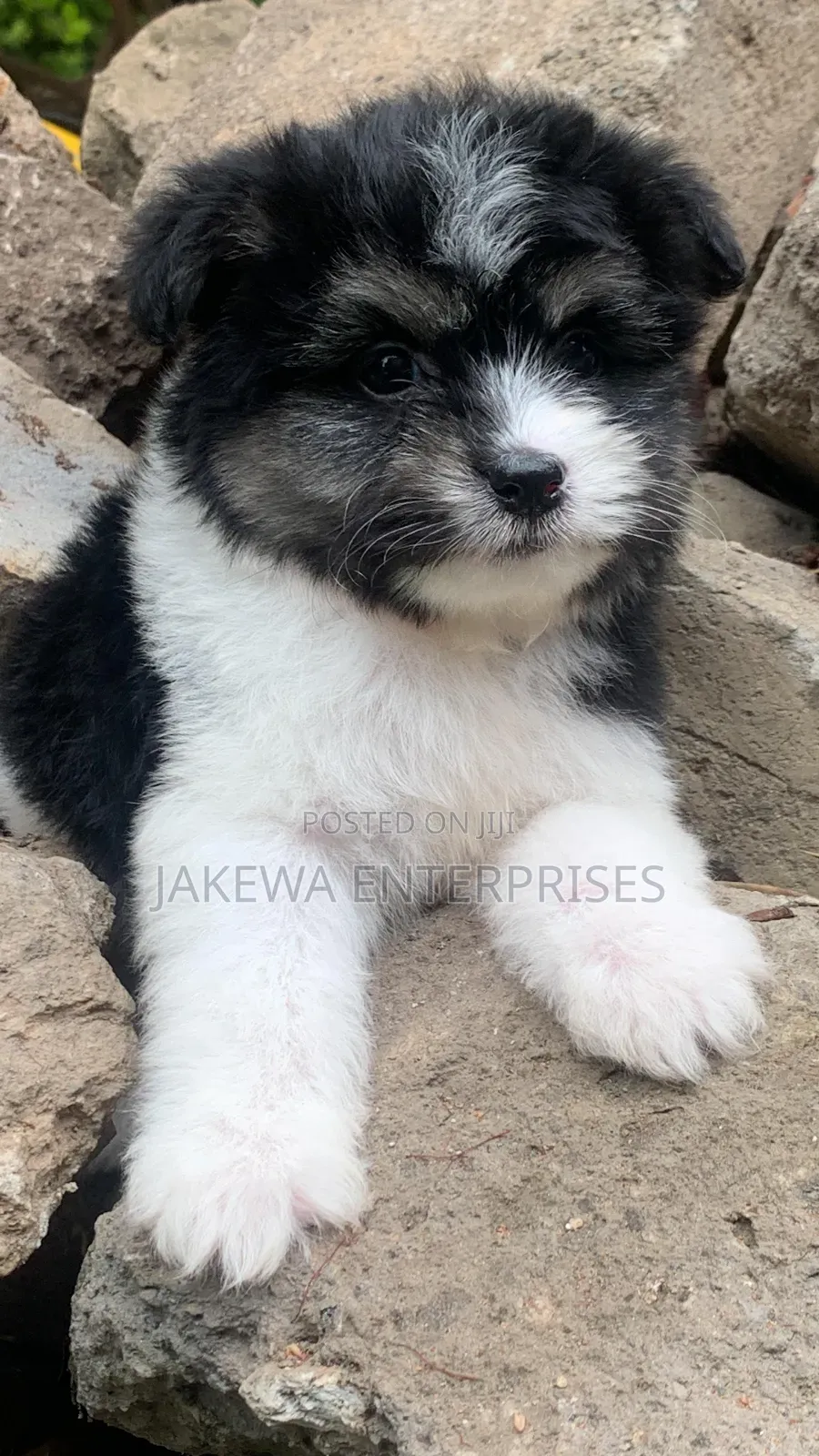 1-3 months Male Purebred Havanese