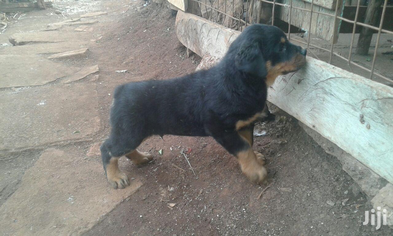Young Female Purebred Rottweiler