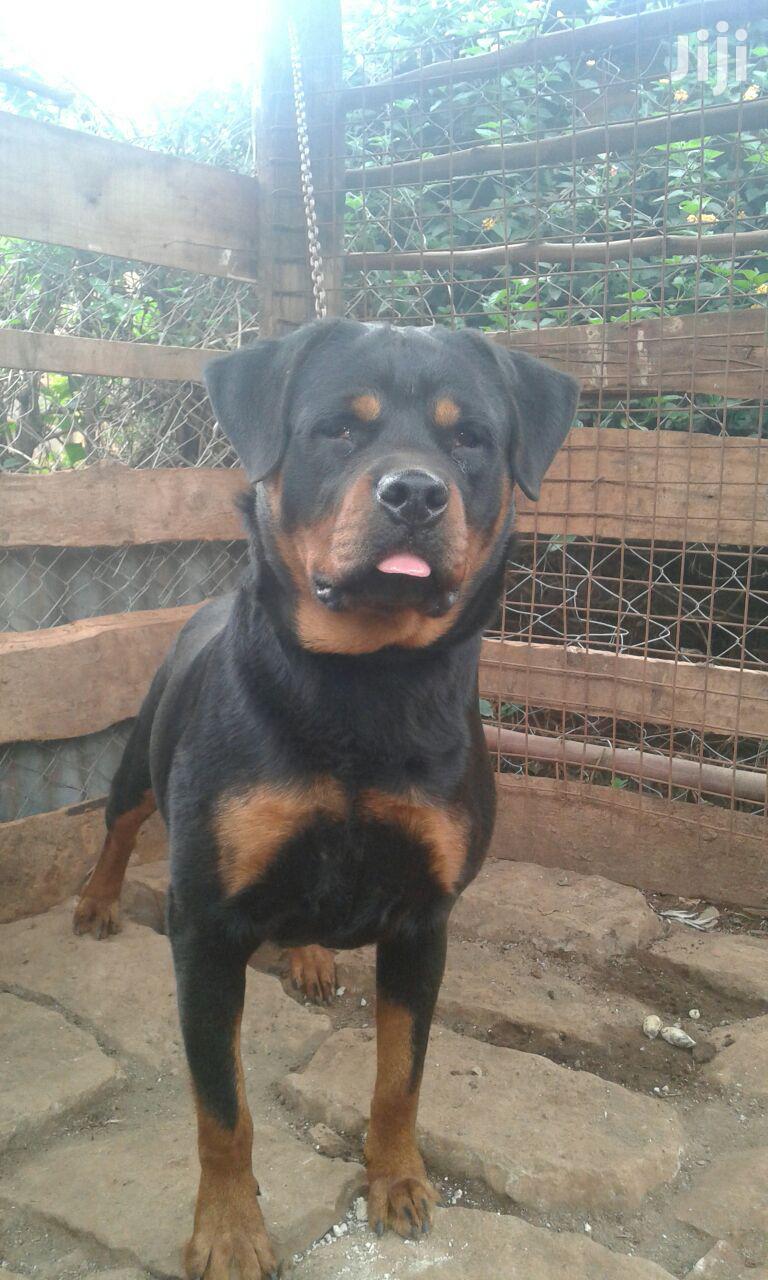 Young Female Purebred Rottweiler