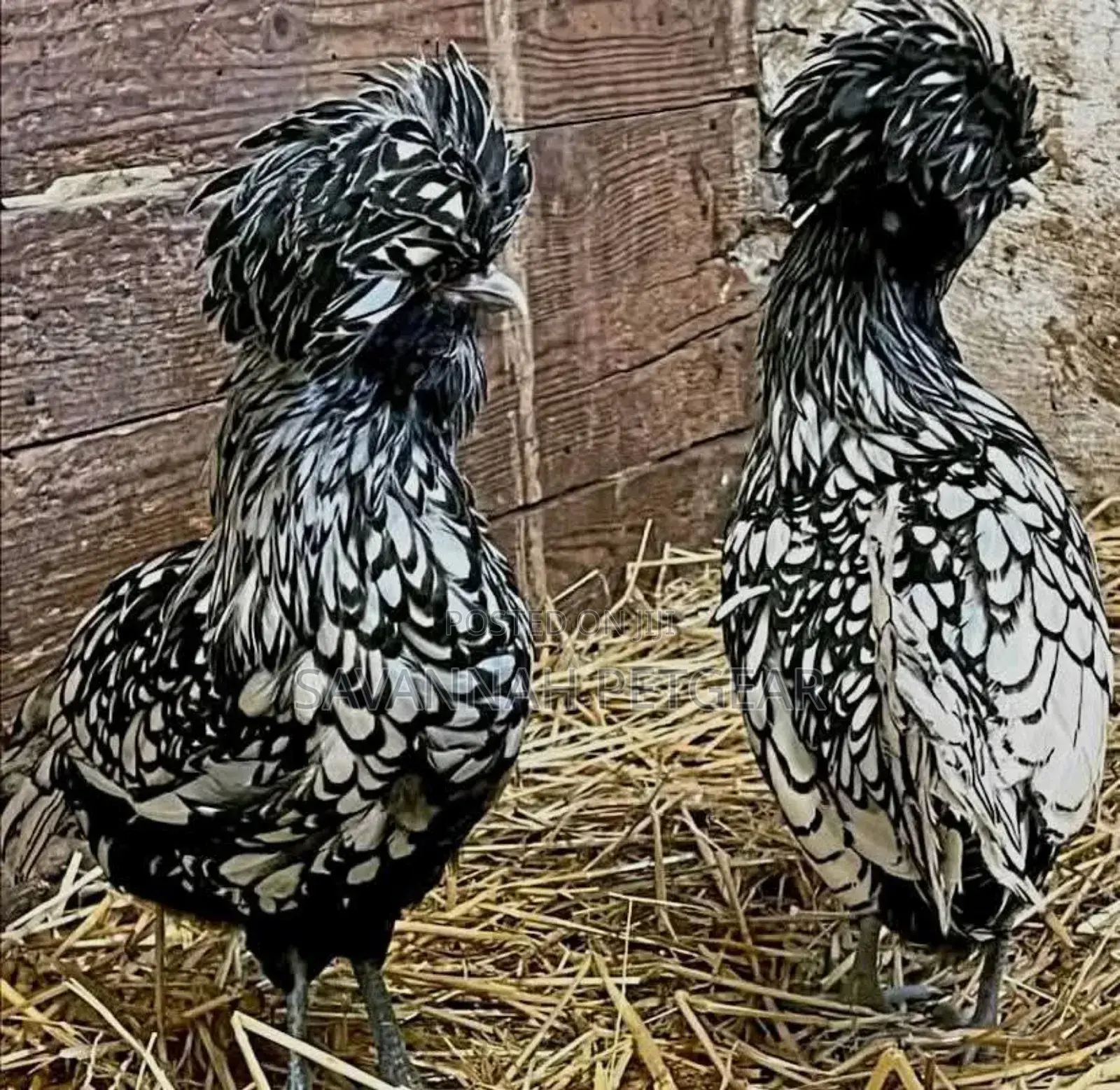 Silver Laced Polish Chicken Fertilized Eggs for Hatching