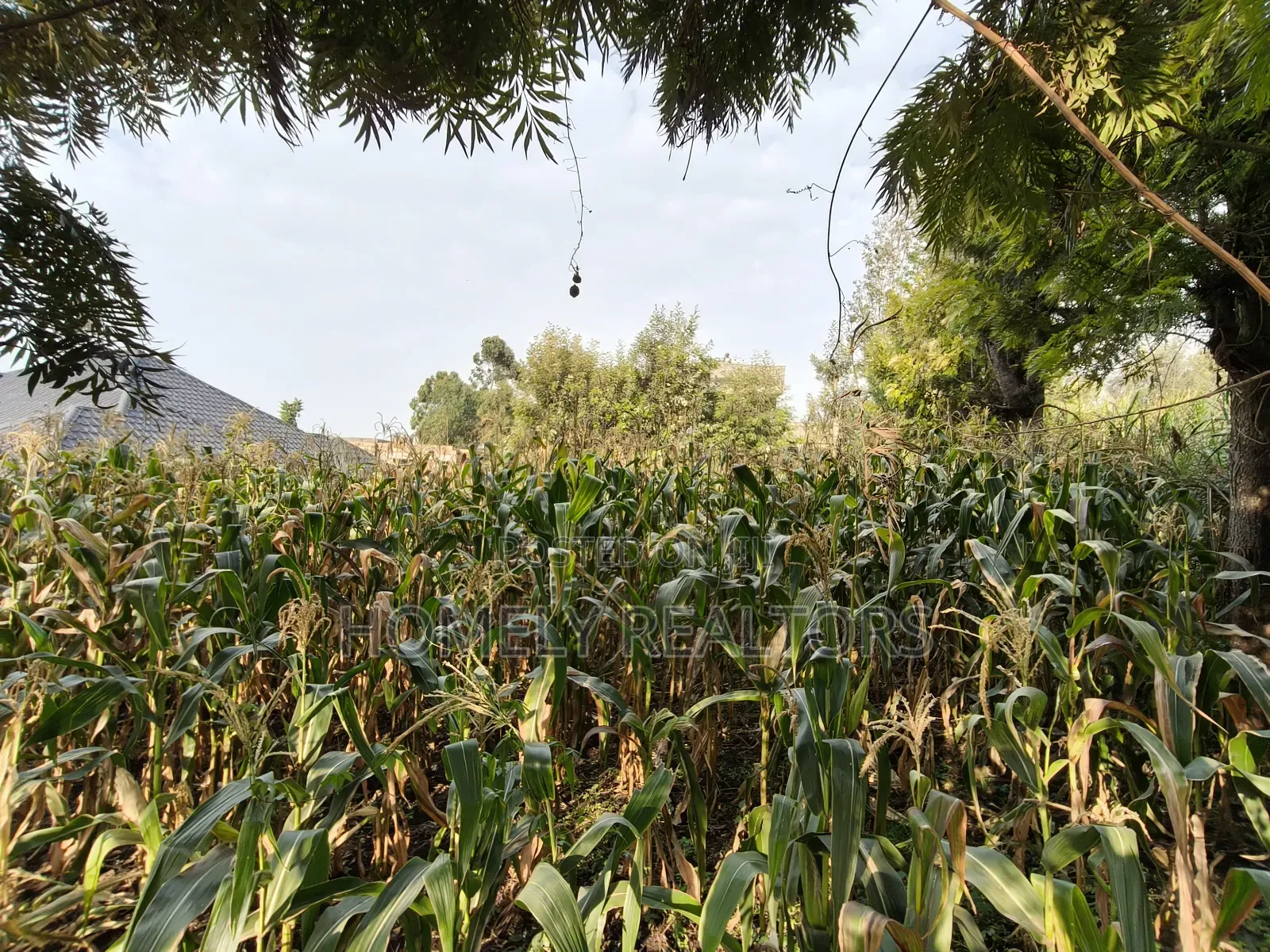 Residential Eighth Acre Plot in Ngong, Olkeri 250 Meters From Tarmac