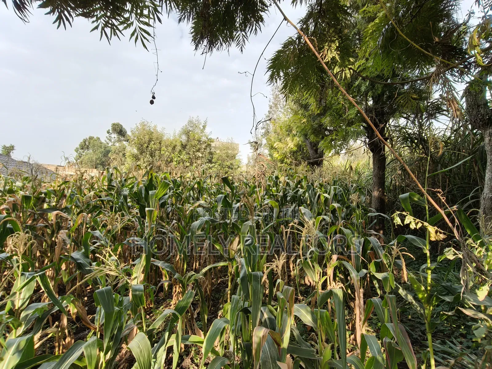 Residential Eighth Acre Plot in Ngong, Olkeri 250 Meters From Tarmac