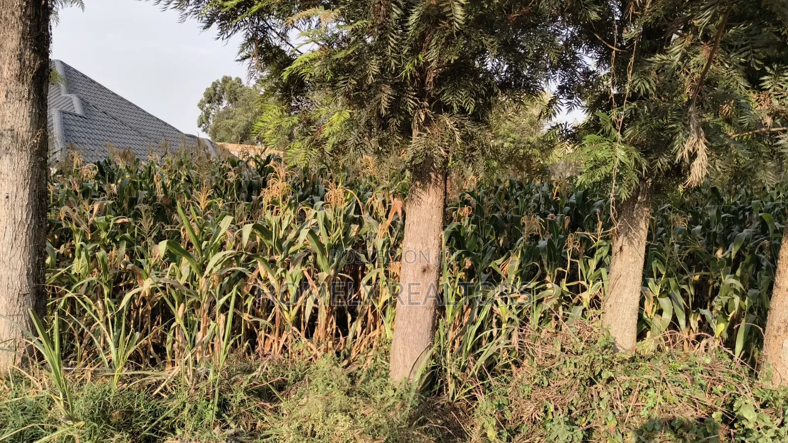 Residential Eighth Acre Plot in Ngong, Olkeri 250 Meters From Tarmac