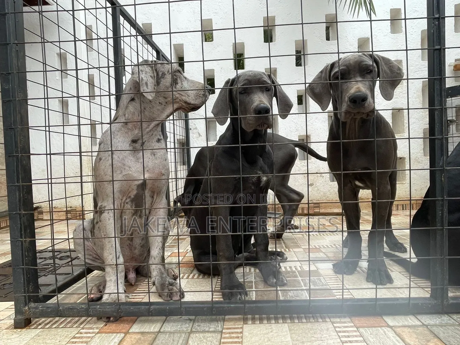 3-6 months Female Purebred Great Dane