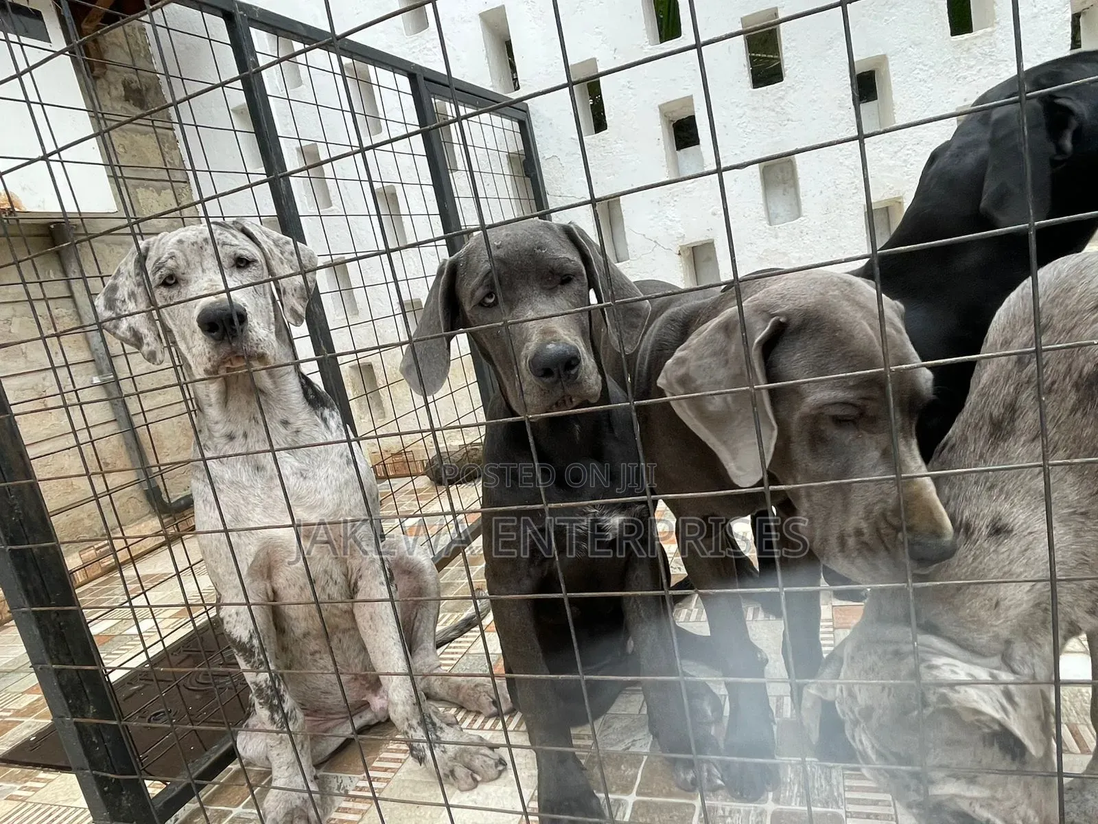 3-6 months Male Purebred Great Dane
