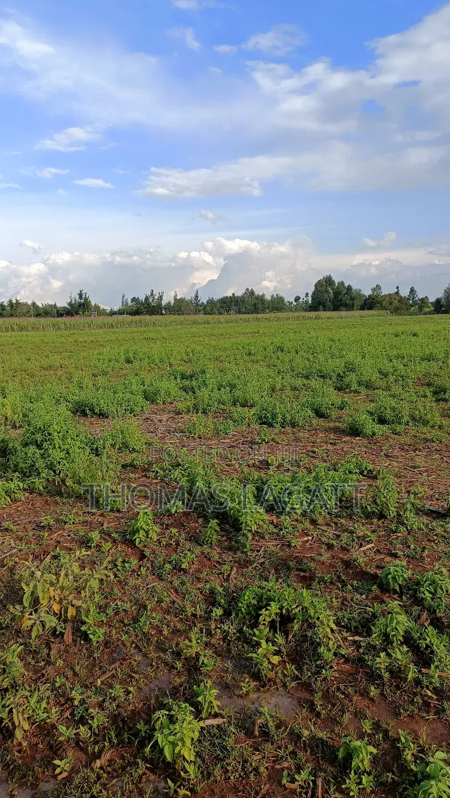 Eldoret Illula Residential Plots on Sale