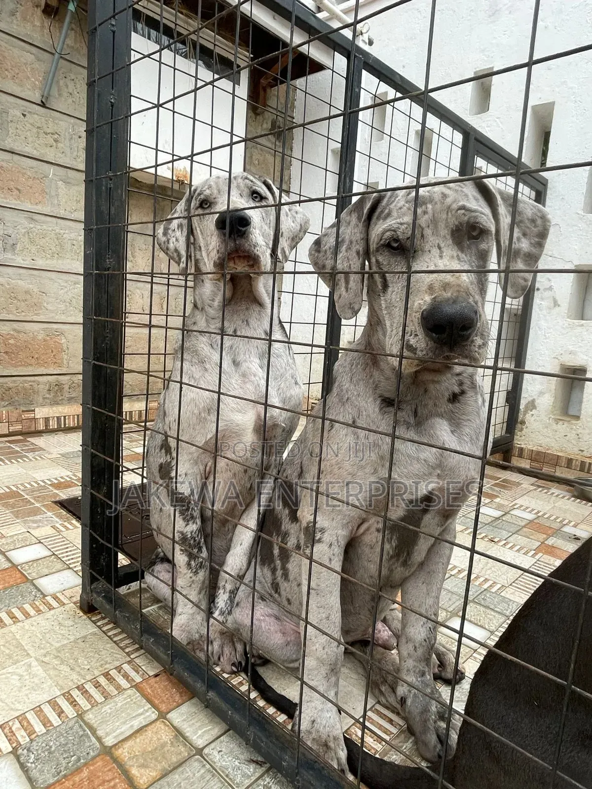 3-6 months Female Purebred Great Dane