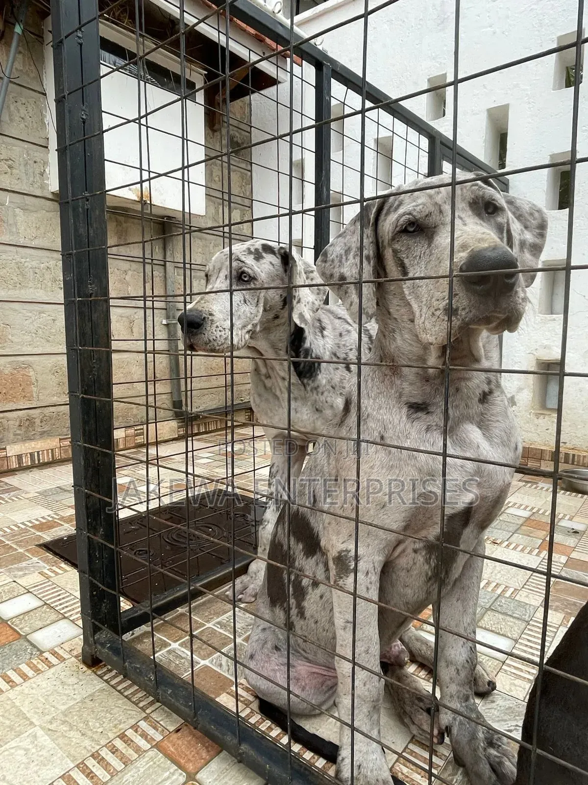 3-6 months Male Purebred Great Dane