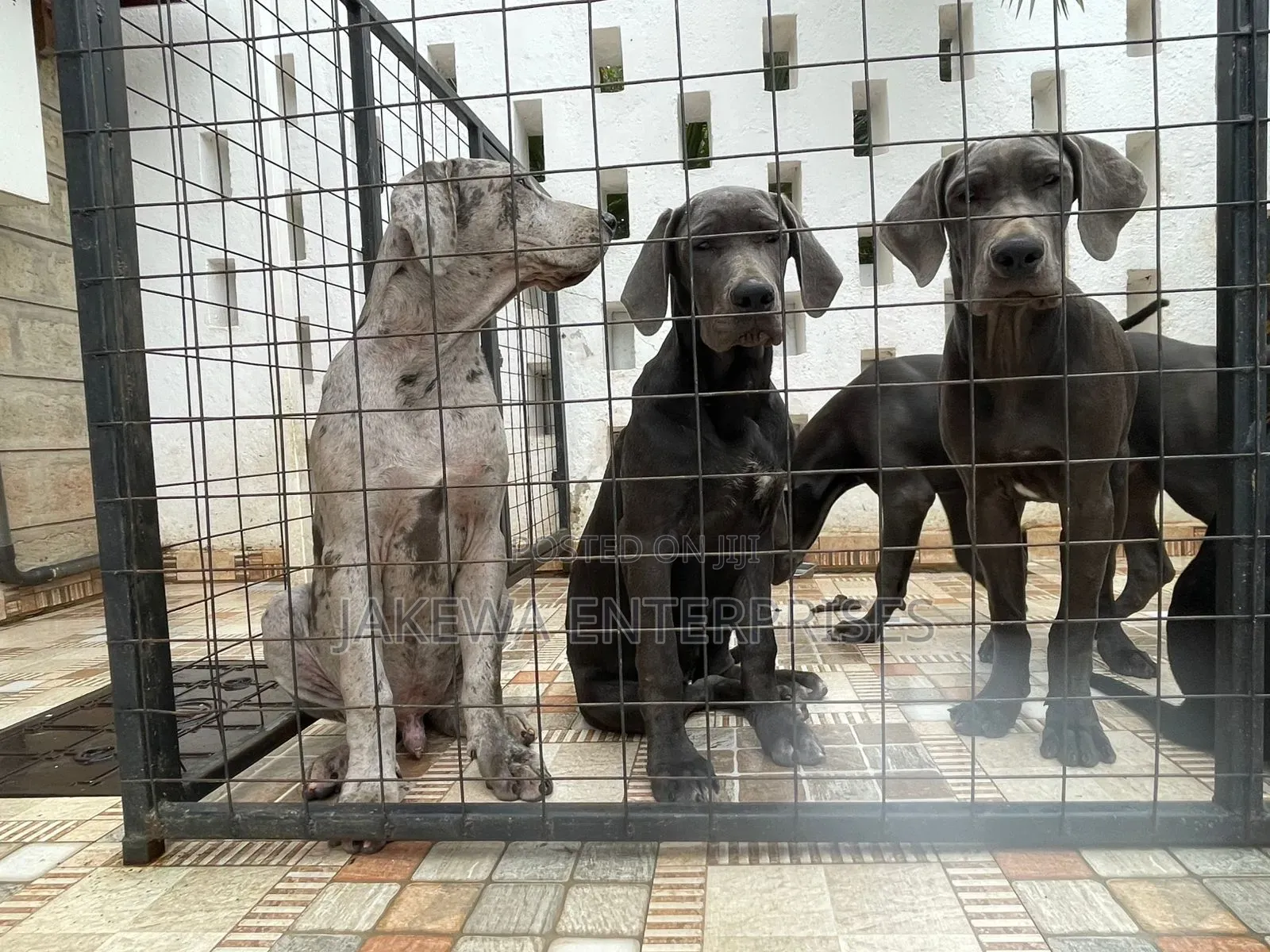 3-6 months Female Purebred Great Dane