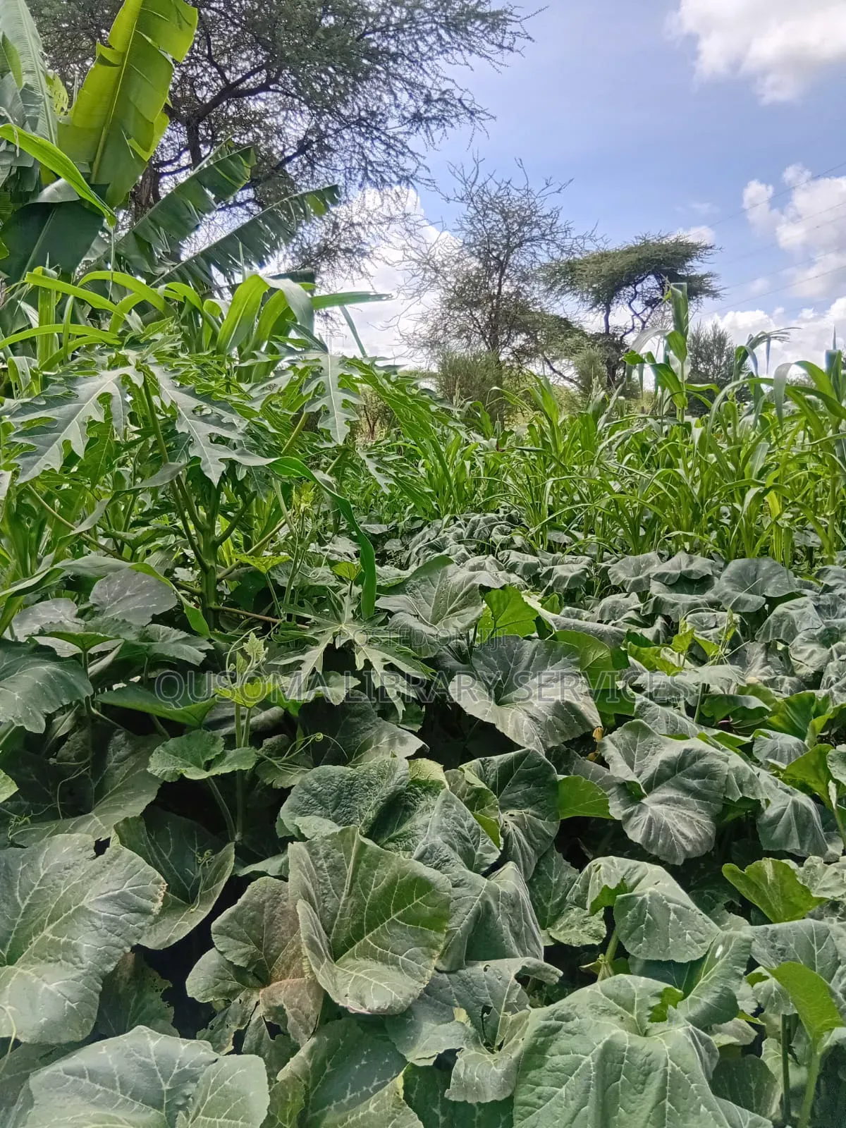 Rare 9.6-Acre Gem, Maili Tisa| Namanga Road, Massive Potential!