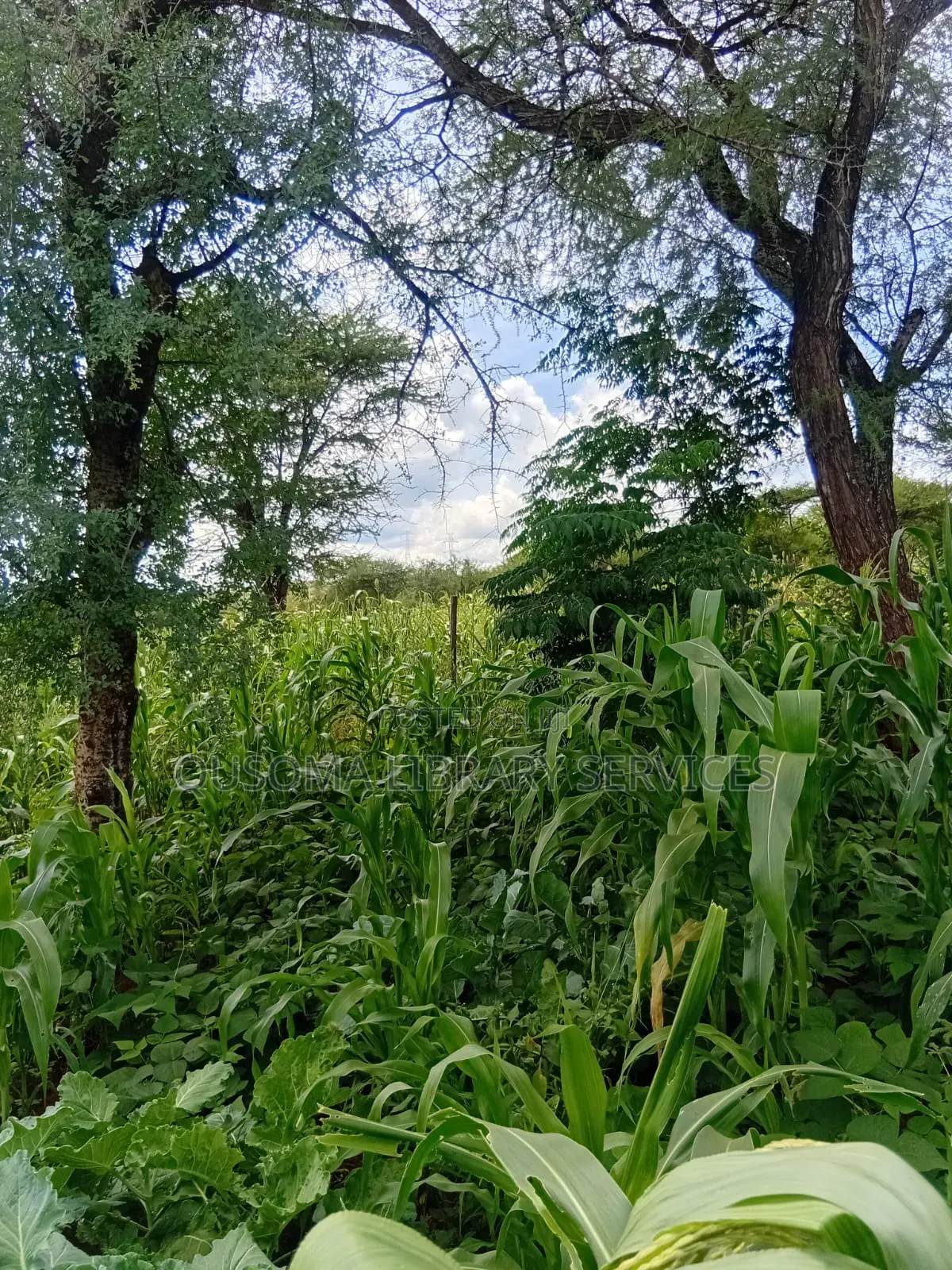 Rare 9.6-Acre Gem, Maili Tisa| Namanga Road, Massive Potential!