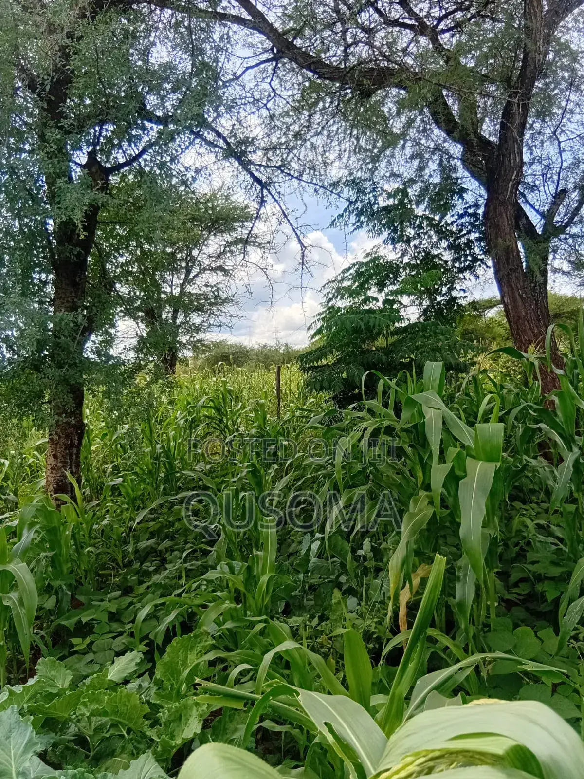 Rare 9.6-Acre Gem, Maili Tisa| Namanga Road, Massive Potential!