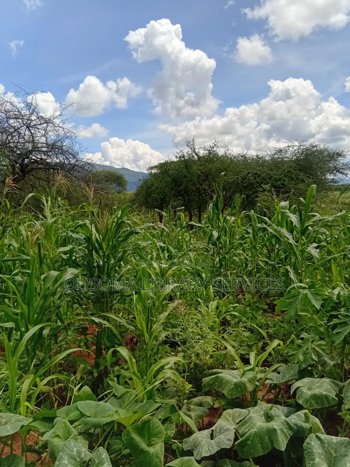 Rare 9.6-Acre Gem, Maili Tisa| Namanga Road, Massive Potential!