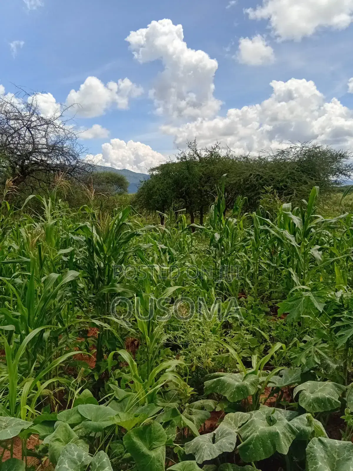 Rare 9.6-Acre Gem, Maili Tisa| Namanga Road, Massive Potential!