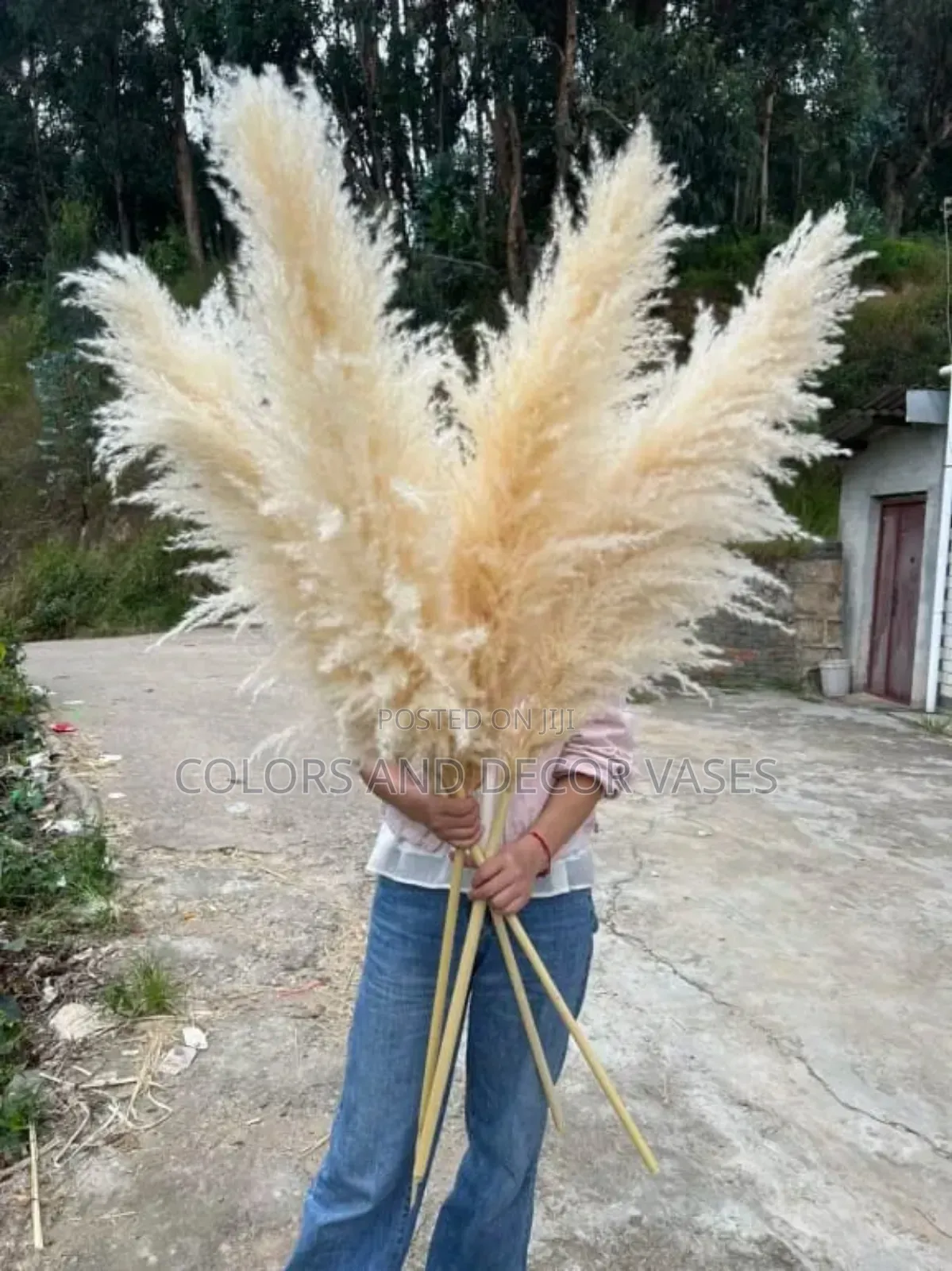 *Large Fluffy Pampas Pampa Grass* Price 1000/Stem Size: 150cm