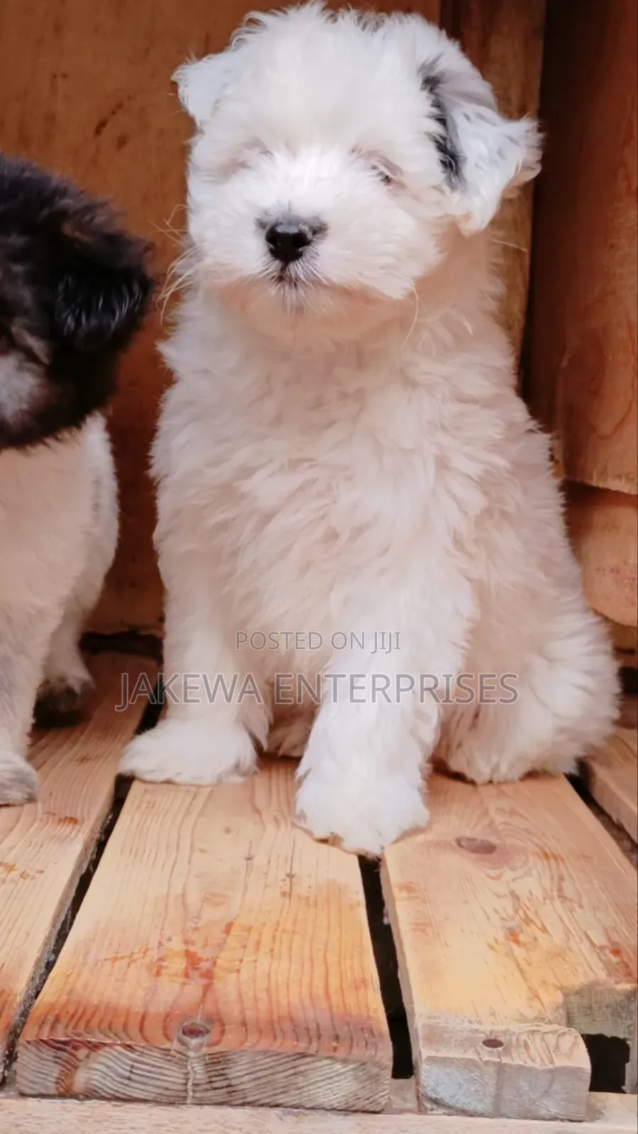1-3 months Female Purebred Havanese