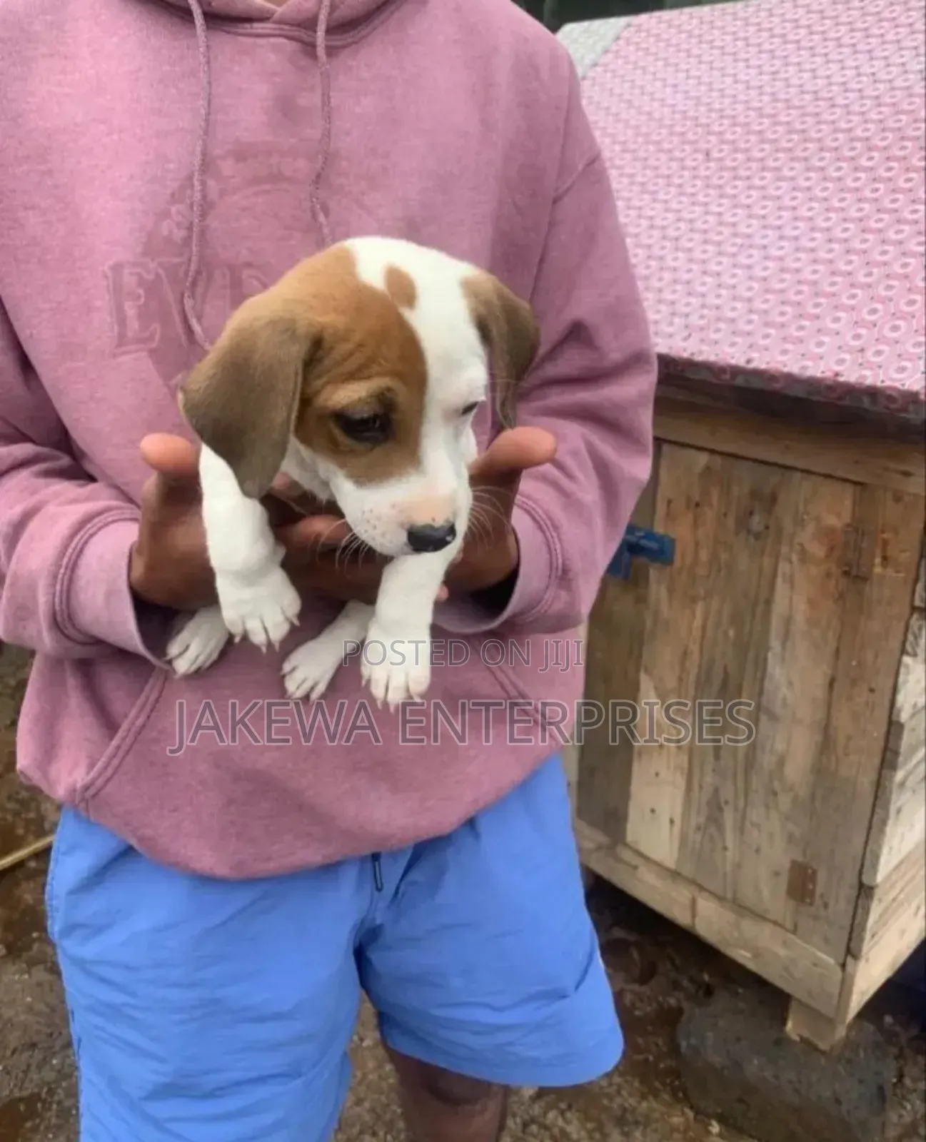 1-3 months Male Purebred Jack Russell Terrier